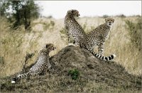 321 - CHEETAH THREE - SAMOYAULT GUY - france <div